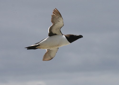 image raz_panderwald3757a-jpg