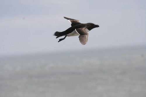 image raz_panderwald3835-jpg