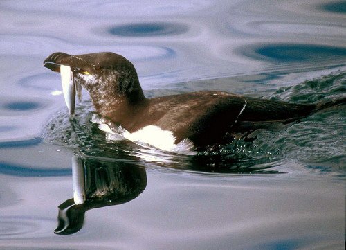 RAZ PAnderwald4 image raz_panderwald4-jpg