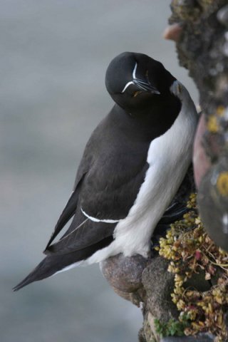 RAZ PGHEvans12 image raz_pghevans12-jpg