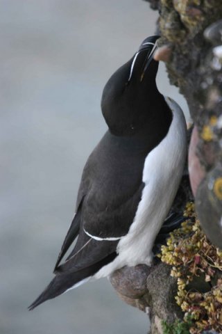 RAZ PGHEvans14 image raz_pghevans14-jpg