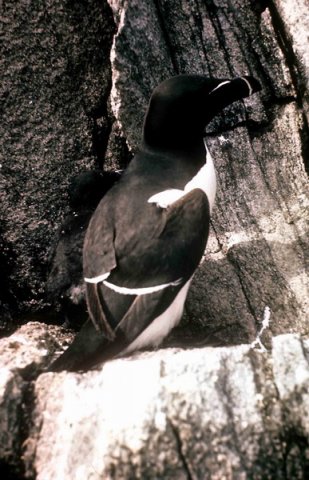 RAZ PGHEvans2 image raz_pghevans2-jpg