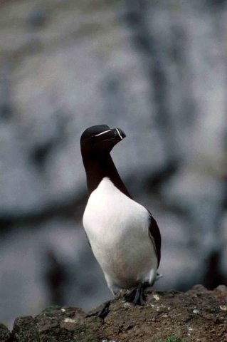 RAZ PGHEvans3 image raz_pghevans3-jpg