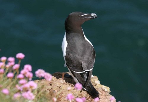 RAZ PGHEvans4485 image raz_pghevans4485-jpg