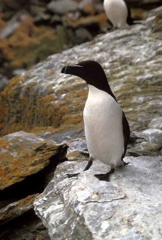 RAZ PGHEvans6 image raz_pghevans6-jpg