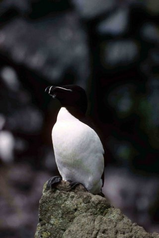 RAZ PGHEvans8 image raz_pghevans8-jpg