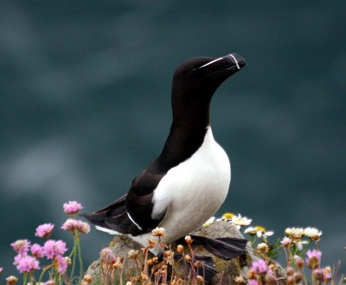 RAZ PGHEvans8059 image raz_pghevans8059-jpg