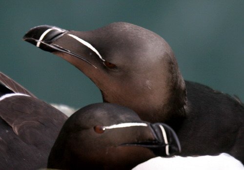 RAZ PGHEvans8194 image raz_pghevans8194-jpg