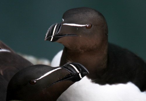 RAZ PGHEvans8199 image raz_pghevans8199-jpg