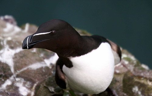 RAZ PGHEvans8201 image raz_pghevans8201-jpg