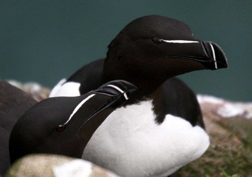 RAZ PGHEvans8202a image raz_pghevans8202a-jpg