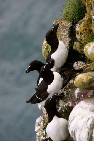 RAZ PGHEvans8205 image raz_pghevans8205-jpg