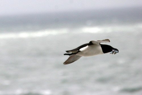 RAZ PGHEvans8511 image raz_pghevans8511-jpg