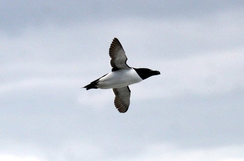 RAZ PGHEvans8538 image raz_pghevans8538-jpg