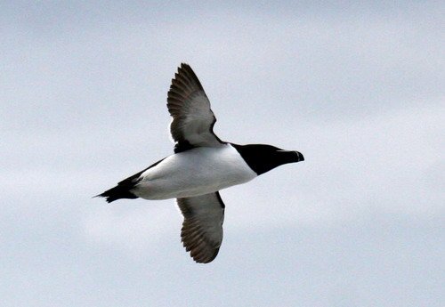 RAZ PGHEvans8538a image raz_pghevans8538a-jpg