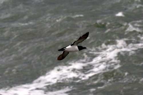 RAZ PGHEvans8591 image raz_pghevans8591-jpg