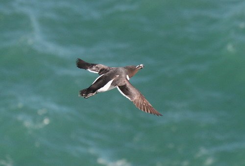 RAZ PGHEvans8739 image raz_pghevans8739-jpg