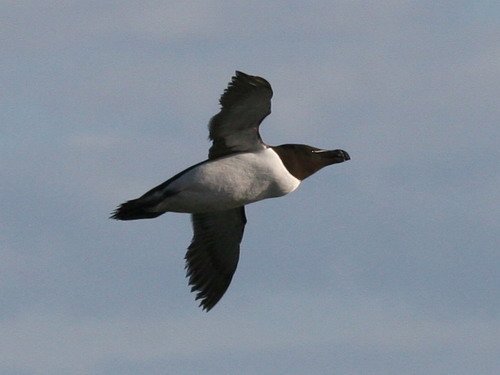 RAZ PGHEvans8919 image raz_pghevans8919-jpg