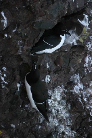 RAZ PGHEvans9 image raz_pghevans9-jpg