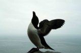 Razorbill