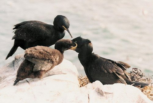 image shag_panderwald2a-jpg