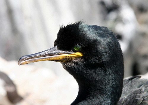 image shag_panderwald3488-jpg