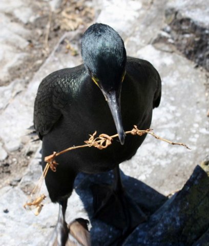 image shag_panderwald3635-jpg