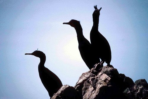 image shag_pghevans16-jpg