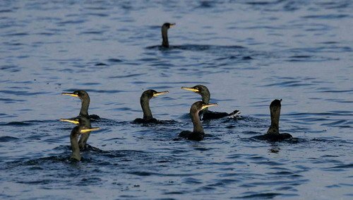 image shag_pghevans22a-jpg