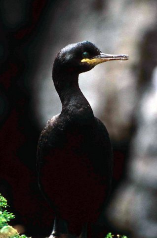 image shag_pghevans5a-jpg