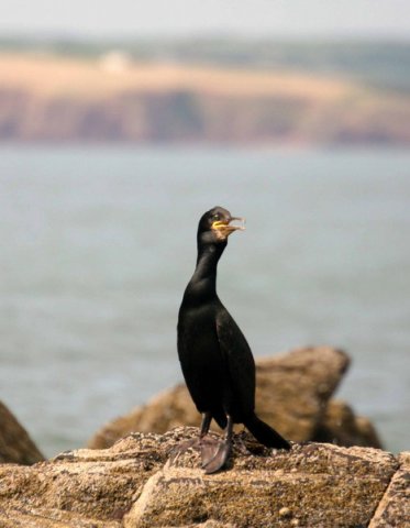 image shag_pghevans6236-jpg