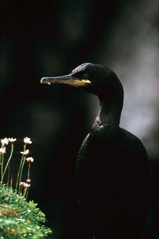 image shag_pghevans6a-jpg