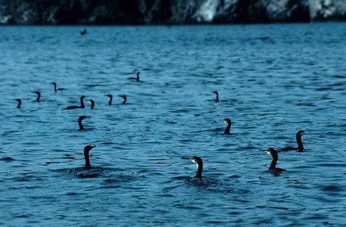 image corm_pghevans2-jpg