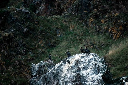 image corm_pghevans3-jpg