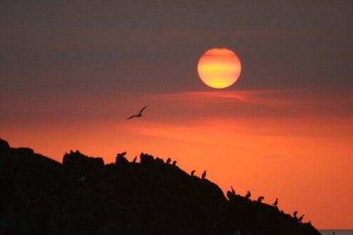 image corm_pghevans3160-jpg