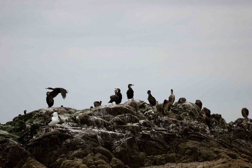 image corm_pghevans4-jpg