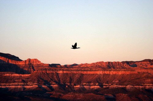 image corm_pghevans_5909-jpg