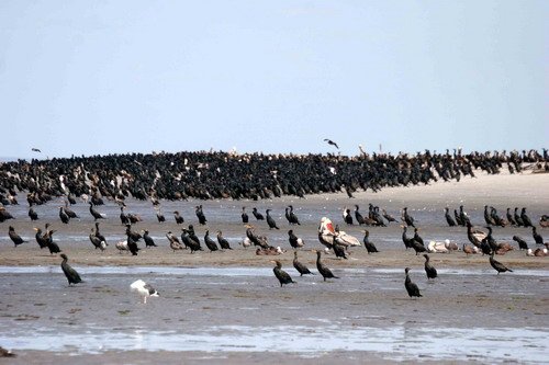 image corm_pghevans_8529-jpg