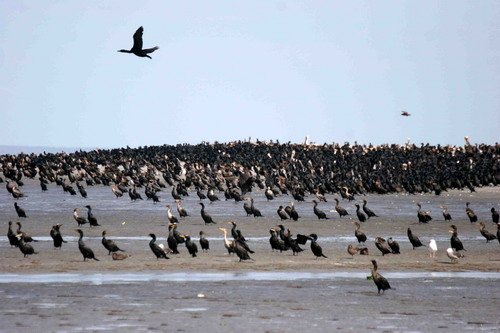 image corm_pghevans_8530-jpg