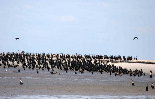 image corm_pghevans_8536-jpg