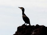 Great Cormorant