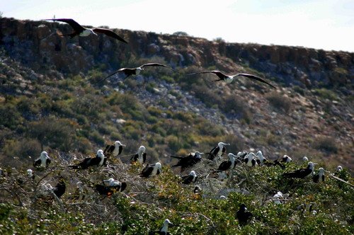 MFB LHandley2737 image mfb_lhandley2737-jpg