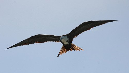 MFB PGHEvans 6846 image mfb_pghevans_6846-jpg