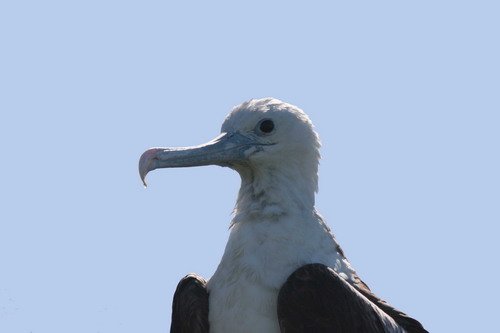 MFB PGHEvans 6858 image mfb_pghevans_6858-jpg