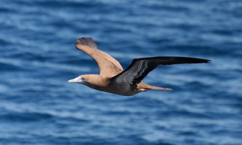 BBOOBY PGHEvans 7808 image bbooby_pghevans_7808-jpg