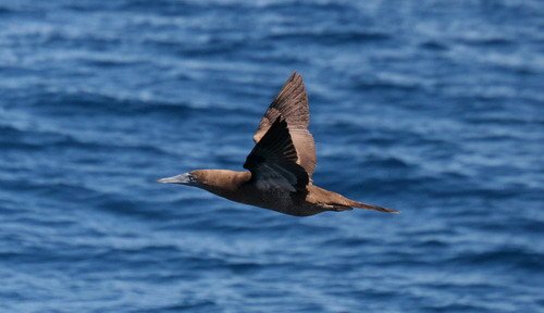 BBOOBY PGHEvans 7809 image bbooby_pghevans_7809-jpg