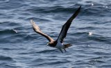 Brown Booby