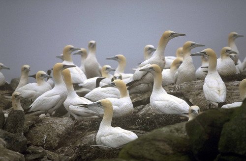 image gan_fritter-jpg