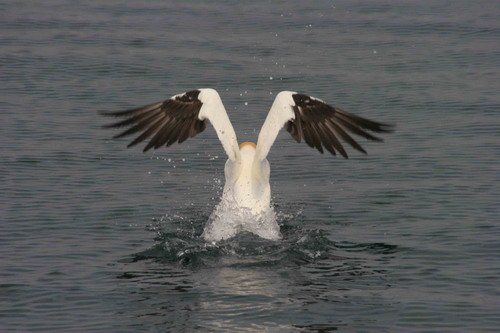 image gan_gpesante2-jpg