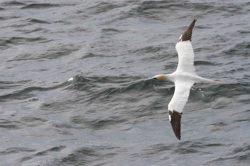 image gan_panderwald18-jpg